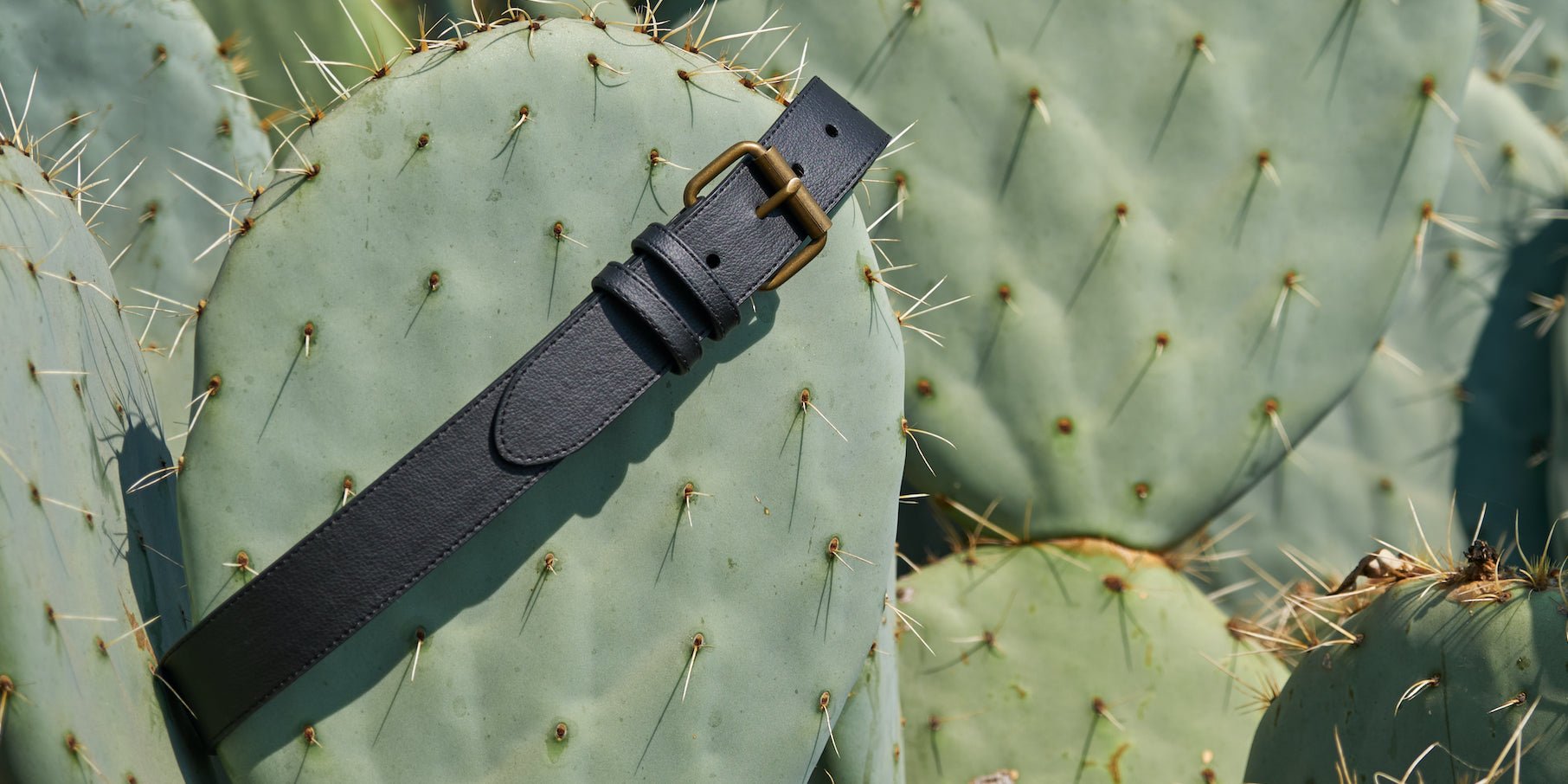 Black Nopal Launches First Cactus Products